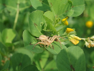 Image showing Spider