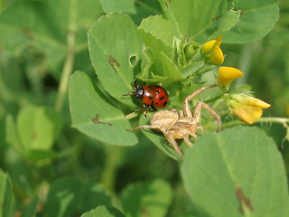 Image showing Cocollina and Spider