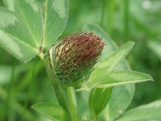 Image showing Trifolium pratense bud