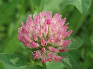 Image showing Trifolium pratense