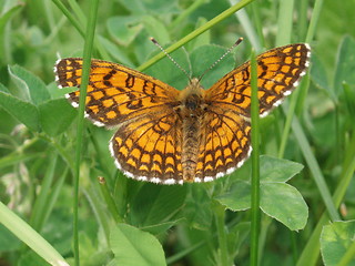 Image showing Butterfly