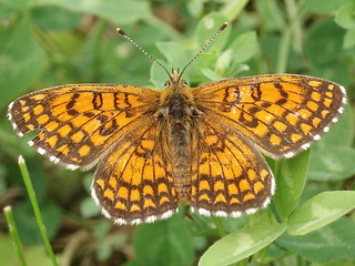 Image showing Butterfly