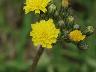 Image showing Yellow wild flower