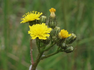 Image showing Yellow wild flower