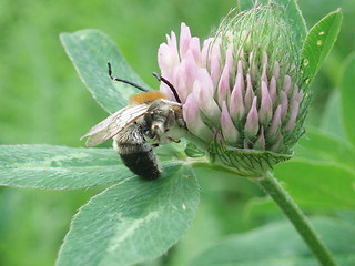 Image showing Trifolium pratense and Bee