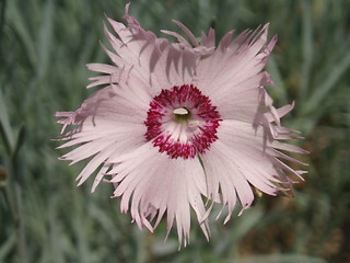 Image showing Dianthus