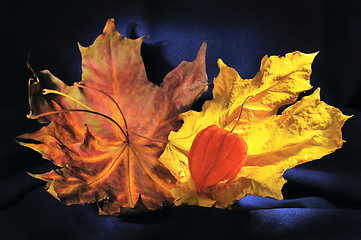 Image showing Still life with autumn leaves and winter cherry