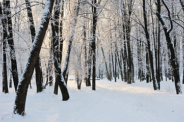 Image showing Winter landscape