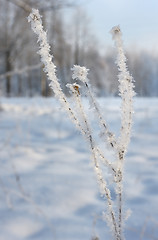 Image showing Winter landscape