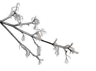 Image showing Winter branch