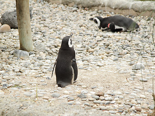 Image showing Penguins