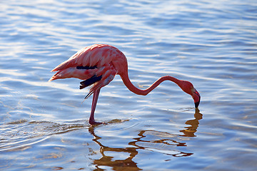 Image showing Flamingo