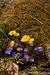 Image showing Spring flowers