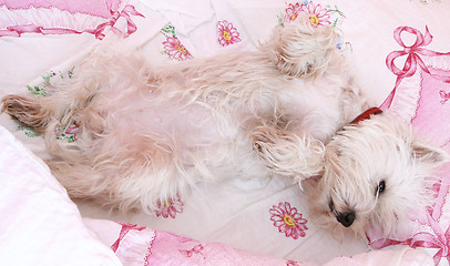 Image showing Dog sleeping.
