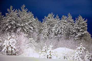 Image showing Winter wood in the night