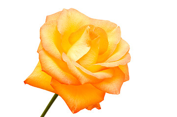 Image showing Orange rose 