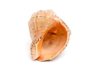 Image showing Sea shell 