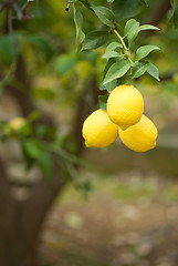 Image showing Lemon tree