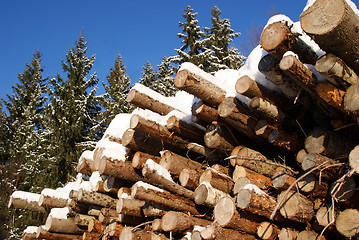 Image showing Stack of Logs in Winter Spruce Forest