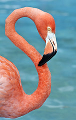 Image showing Pink flamingo.