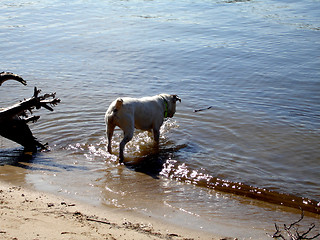 Image showing Benson on beach 6