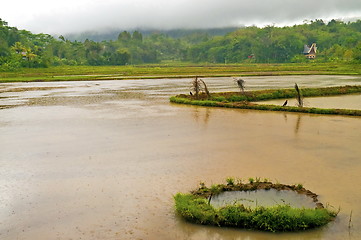 Image showing Flooded Rice plantation