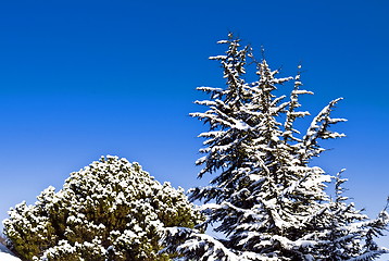 Image showing Snowy trees on blue sky