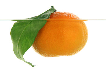 Image showing A mandarin swims in water