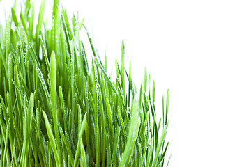 Image showing wet grass