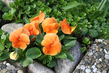 Image showing Orange pansies