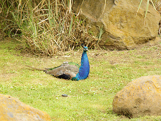 Image showing Peacock