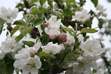 Image showing Apple blossom