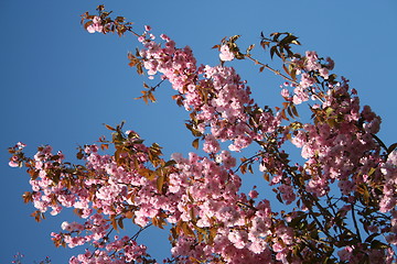 Image showing Japanese cherry tree flowers