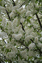 Image showing White flowers