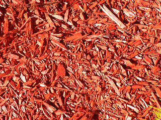 Image showing Red Bark