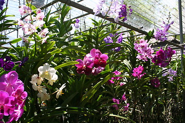 Image showing Orchid nursery