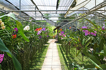 Image showing Orchid nursery