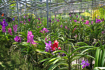 Image showing Orchid nursery