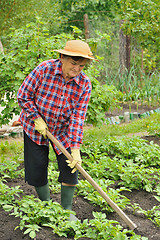 Image showing Senior woman gardening - hoeing potatoes