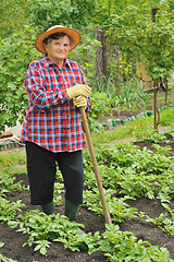 Image showing Senior woman gardening