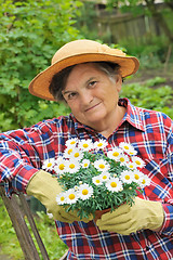 Image showing Senior woman gardening - holding Daisy