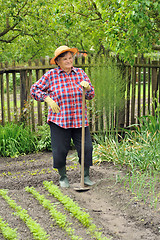 Image showing Senior woman gardening