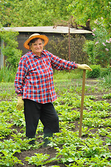 Image showing Senior woman gardening