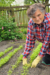 Image showing Senior woman gardening - weeding carrot