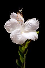 Image showing  white Hibiscus on black background 