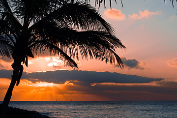 Image showing orange sunset on tropical island with palm 