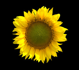 Image showing Sunflower isolated on black background
