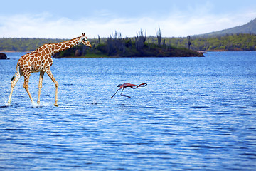 Image showing Giraffe and flamingo