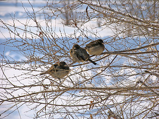 Image showing Sparrows