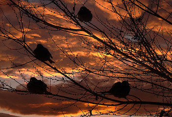 Image showing Sparrows and sunset